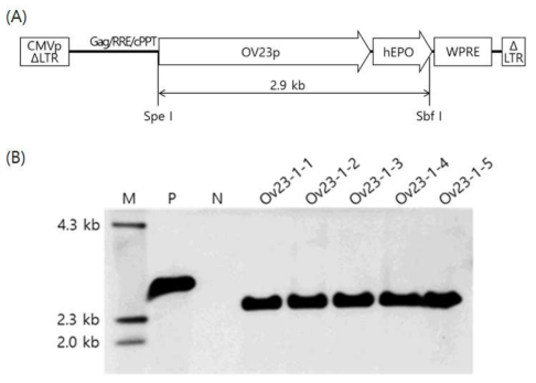 (A) Structure of the FIV-dOv23-hEPOW provirus. The approximate position of the probe for Southern blotting is shown just below the hEPO gene. Selected restriction enzyme sites in the provirus sequence are also indicated. Drawing is not to scale. (B) Southern blot analysis of G1 transgenic chickens. Genomic DNA of chickens was digested with Spe I and Sbf I and hybridized with the hEPO gene probe. Lane M, molecular size markers; lane P, pFIV-Ov23-hEPOW plasmid DNA; lane N, non-transgenic control chick; lanes 1-1 ∼ 1-5, transgenic G1 chickens sired by a transgenic G0 rooster (chicken No. Ov23-1)