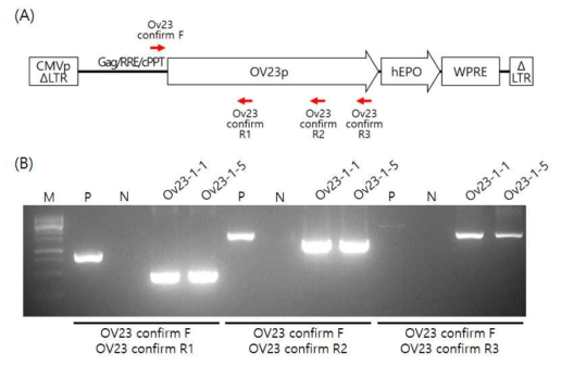 (A) Diagram to show the pFIV-Ov23p-hEPOW and the location of the PCR primers for deletion of viral vector sequence. (B) A representative agarose gel showing the DNA amplification of pFIV-Ov23p-hEPOW (P), wild-type chicken (N), Ov23-1-1 transgenic chicken and Ov23-1-5 transgenic chicken. The amplicons of Ov23-1-1 and Ov23-1-5 locate lower than the PCR product of pFIV-Ov23p-hEPOW because of the partial deletion of Ov23 promoter region