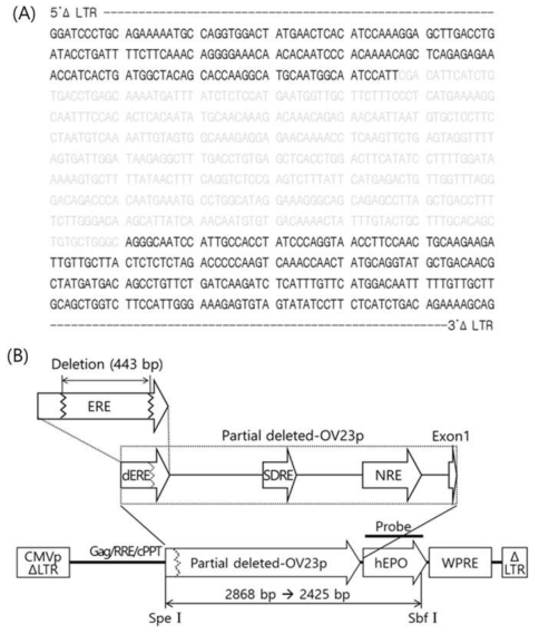 (A) DNA sequencing result shows presence of partial deletion at Ov23 promoter region in all Ov23 G1 transgenic chickens. The gray letters indicate the deleted sequence and represented 443-bp deletion at ERE part of Ov23 promoter. (B) The structure of pFIV-dOv23-hEPOW lentivirus vector. ERE, estrogen response element; dERE, partial deleted-ERE; SDRE, steroid-dependent regulatory element; NRE, negative regulatory element; CMVp/5′ΔLTR, hybrid cytomegalovirus promoter-R/U5 long terminal repeat; Gag, Gag protein gene; RRE, Rev response element; cPPT, central polypurine track; partial deleted-Ov23p, partial deleted 2.3 Kb ovalbumin promoter; hEPO, human erythropoietin; WPRE, woodchuck hepatitis virus post-transcriptional regulatory element; 3′ΔLTR, self-inactivating 3′ LTR with deletion in U3 region. Length of each sequence is not drawn to scale