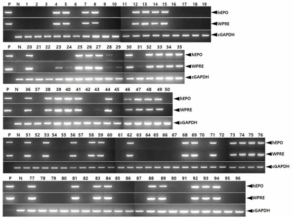 PCR analyses of G2 FIV-Ov23-hEPOW transgenic chicks derived from transgenic rooster no. Ov23-1-1. Genomic DNA was isolated from the blood of hatched chicks and was subjected to PCR analysis. For positive (Lane P) and negative (Lane N) controls, plasmid DNA (pFIV-Ov23-hEPOW), and genomic DNA isolated from non-transgenic chicken blood were used, respectively