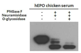 Analysis of sugar moiety of serum-hEPO produced by G1 hEPO transgenic chicken (chicken No. 9-1). The recombinant hEPO molecules were N-deglycosylated with PNGase F and desialylated with neuraminidase (lanes 2) or N-deglycosylated with PNGase F, desialylated with neuraminidase and O-deglycosylated with O-glycosidase (lane 3). Lanes 1; fully glycosylated serum-hEPO respectively. Sample analyzed by western blotting