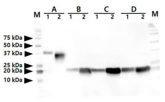 Analysis of sugar moiety of serum-hEPO produced by G3 hEPO transgenic chicken (chicken No. 9-4-12-26). The standard hEPO (lane 1) and recombinant egg white-hEPO (lane 2) molecules were not treated with enzyme (lane A), N-deglycosylated with PNGase F (lane B), N-deglycosylated with PNGase F and desialylated with Neuraminidase (lanes C) or N-deglycosylated with PNGase F, desialylated with neuraminidase and O-deglycosylated with O-glycosidase (lane D). Sample analyzed by western blotting