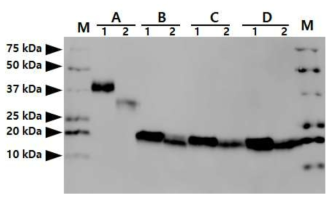 Analysis of glycosylation pattern of egg white-hEPO produced by G1 FIV-Ov19-hEPOW transgenic chicken (Chicken No. Ov19-1-3). The standard hEPO (lane 1) and recombinant egg white-hEPO (lane 2) molecules were not treated with enzyme (lane A), N-deglycosylated with PNGase F (lane B), desialylated with O-glycosidase and Neuraminidase (lanes C) or N-deglycosylated with PNGase F, desialylated with neuraminidase and O-deglycosylated with O-glycosidase (lane D). Sample analyzed by western blotting