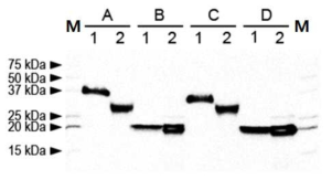 Analysis of glycosylation pattern of egg white-hEPO produced by G2 FIV-Ov19-hEPOW transgenic chicken (Chicken No. Ov19-1-3-3). The standard hEPO (lane 1) and recombinant egg white-hEPO (lane 2) molecules were not treated with enzyme (lane A), N-deglycosylated with PNGase F (lane B), desialylated with O-glycosidase and Neuraminidase (lanes C) or N-deglycosylated with PNGase F, desialylated with neuraminidase and O-deglycosylated with O-glycosidase (lane D). Sample analyzed by western blotting