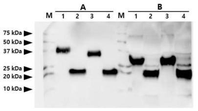 Analysis of glycosylation pattern of egg white-hEPO produced by G2 FIV-Ov19-hEPOW transgenic chicken (Chicken No. Ov19-1-3-1). The standard hEPO (lane A) and recombinant egg white-hEPO (lane B) molecules were not treated with enzyme (lane 1), N-deglycosylated with PNGase F (lane 2), desialylated with O-glycosidase and Neuraminidase (lanes 3) or N-deglycosylated with PNGase F, desialylated with neuraminidase and O-deglycosylated with O-glycosidase (lane 4). Sample analyzed by western blotting