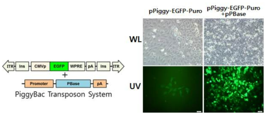 Expression of the EGFP gene in pPiggy-EGFP-Puro alone or pPiggy-EGFP-Puro and pPBase transfected HeLa cells. Cells were examined through a fluorescence microscope (16×) under white (WL) or UV (UV) light