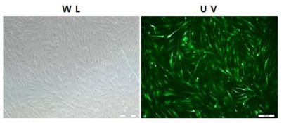 Expression of the EGFP gene in pEGFP-N1W transfected CEF cells. Cells were examined through a fluorescence microscope (16×) under white (WL) or UV (UV) light