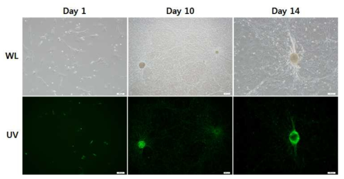 Expression of the EGFP gene in SSC transfected with pPiggy-EGFP-Puro. SSC was examined through a fluorescence microscope (16×) under white (WL) or UV (UV) light