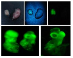 Gene transfer into chicken embryos by electroporation. The expression of EGFP gene is examined under a fluorescence microscope