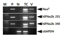 RT-PCR analysis of the hIFNα2b gene in target cells and virus. Lane P, plasmid DNA (pLNC-hIFNα2bW) as positive control; lane N, negative control; lane TC, CEF cells infected with LNC-hIFNα2bW; lane V, LNC-hIFNα2bW virus