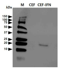 Western blotting analysis showing the expression of hIFNα2b in CEF-LNC-hIFNα 2bW cells