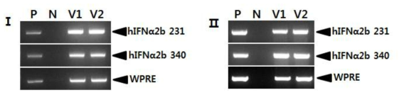 RT-PCR analysis of the hIFNα2b gene in viral RNA (Ⅰ-FIV-CMV-hIFNα2bW, Ⅱ -FIV-Ov23p-hIFNα2bW). Lane P, plasmid DNA (pFIV-CMV-hIFNα2bW and pFIV-Ov23p-hIFNα2bW) as positive control; lane N, negative control; lane V1 and lane V2, FIV-CMV/Ov23p-hIFNα2bW virus