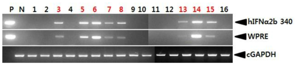 PCR analyses of G0 FIV-CMV-hIFNα2bW transgenic chickens in the first experiment. Genomic DNA was isolated from the blood of 16 hatched chickens and was subjected to PCR analysis. For positive (Lane P) and negative (Lane N) controls, plasmid DNA (pFIV-CMV-hIFNα2bW), and genomic DNA isolated from non-transgenic chicken blood were used, respectively