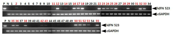 PCR analyses of G0 FIV-Ov23p-hIFNα2bW transgenic chickens in the first experiment. Genomic DNA was isolated from the blood of 55 hatched chickens and was subjected to PCR analysis. For positive (Lane P) and negative (Lane N) controls, plasmid DNA (pFIV-Ov23p-hIFNα2bW), and genomic DNA isolated from non-transgenic chicken blood were used, respectively