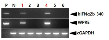 PCR analyses of G0 FIV-Ov23p-hIFNα2bW transgenic chickens in the second experiment. Genomic DNA was isolated from the blood of 6 hatched chickens and was subjected to PCR analysis. For positive (Lane P) and negative (Lane N) controls, plasmid DNA (pFIV-Ov23p-hIFNα2bW), and genomic DNA isolated from non-transgenic chicken blood were used, respectively