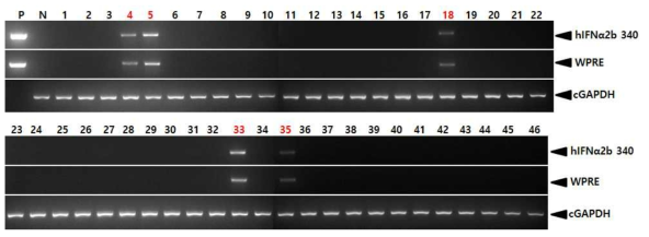 PCR analyses of G0 FIV-Ov23p-hIFNα2bW transgenic chickens in the third experiment. Genomic DNA was isolated from the blood of 46 hatched chickens and was subjected to PCR analysis. For positive (Lane P) and negative (Lane N) controls, plasmid DNA (pFIV-Ov23p-hIFNα2bW), and genomic DNA isolated from non-transgenic chicken blood were used, respectively