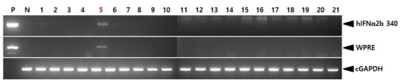 PCR analyses of G0 FIV-Ov23p-hIFNα2bW transgenic chickens in the forth experiment. Genomic DNA was isolated from the blood of 21 hatched chickens and was subjected to PCR analysis. For positive (Lane P) and negative (Lane N) controls, plasmid DNA (pFIV-Ov23p-hIFNα2bW), and genomic DNA isolated from non-transgenic chicken blood were used, respectively