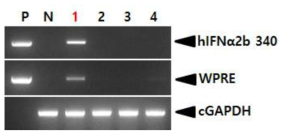 PCR analyses of sperm DNA in G0 FIV-Ov23p-hIFNα2bW transgenic chickens. Genomic DNA was isolated from the sperm of male chickens and was subjected to PCR analyses. For positive (Lane P) and negative (Lane N) controls, plasmid DNA (pFIV-Ov23p-hIFNα2bW), and genomic DNA isolated from non-transgenic chicken sperm was used, respectively