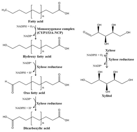 xylose reductase의 삽입을 통한 산화환원 균형