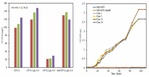 C9배지에서의 적응 배양 및 선별된 균주의 C9 디카복실산 생산 여부