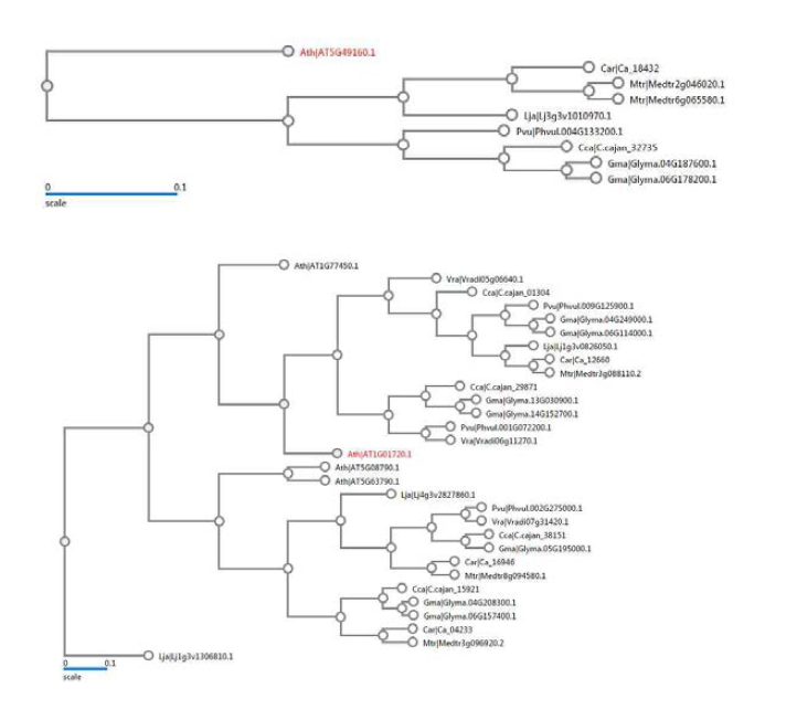 Ortholog 동정을 위한 가이드라인으로서 제공된 phylogenetic tree의 예시. 위: 단일 카피 유전자의 예 아래: 패밀리 유전자의 예