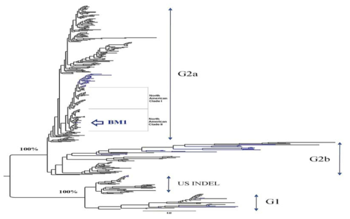 PEDV complete S 유전자의 여러 strain과 분리된 BM1과의 비교