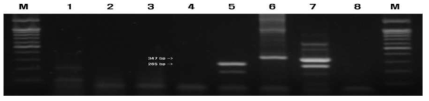 The specificity of duples RT-nestedPCR method. The specific fragments of 347bp (type ⅡPRRSV)and 265(PCV2)were amplified with this method. 100bp ladder (lane M), PCV1-infected PK 15cells of different lots(lanes1-3), PCV1-free PK 15cells (lane4),PCV2-infected PK 15cells(lane 5), type ⅡPRRSV(lane6) PRRSV and PCV2 co-infected tissue(lane7),MARC-145cells(lane8)