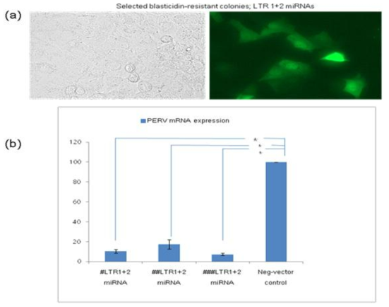 (a) After transfection; LTR1+2 miRNA, selected blasticidin-resistant colonies during 14days (200X; Florence microscope). (b) LTR1+2 miRNAs (#) targeting LTR region, (##) targeting gag region, and (###) targeting pol region. The neg-vector-transfected control is regarded as standard control (RQ = 100). * Marks indicate the statistical significance among targeting site groups (SPSS program US government ver. 15.0.0; paired t-test, P < 0.05)