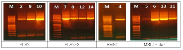 4 primer sets을 이용한 LRR 유전자 증폭 M : 1kb size marker, 1∼8 : C.a, C.g resistance, 9∼14 : C.a, C.g susceptible grape samples
