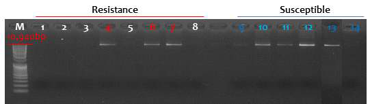 클로닝을 위해 insert로서 EMS1-like 유전자 증폭 M : 1kb size marker, 1∼8 : resistance, 9∼14 : susceptible grape samples