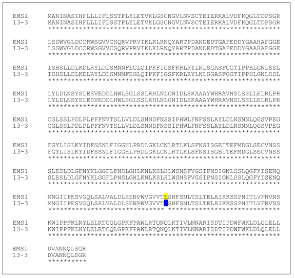 클로닝된 홍부사(감수성,13-3) 품종과 EMS1 유전자의 alignment (Glutamic acid vs Valine_ Probe No.1, 2_158bp)