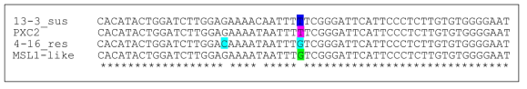 Ruby Okuyama(저항성,4-16) 및 홍부사(감수성,13-3) 품종과 LRR 유전자의 alignment (Probe No.3, 4_131bp)
