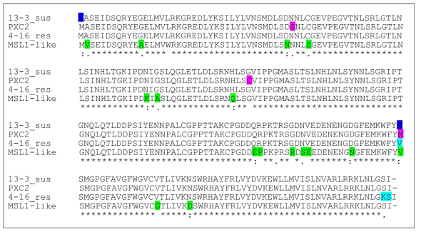 Ruby Okuyama(저항성,4-16) 및 홍부사(감수성,13-3) 품종과 LRR 유전자의 alignment (Methione vs Valine_ Probe No.5, 6_139bp)