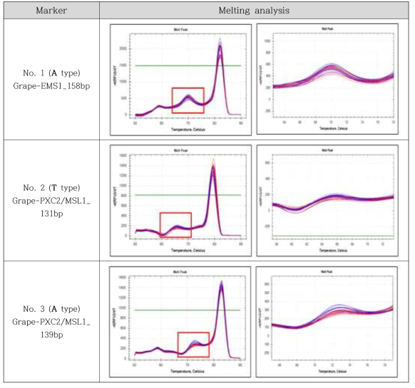 포도 gDNA를 이용한 SNP 마커(No.1(A), 2(T), 3(A)) melting analysis