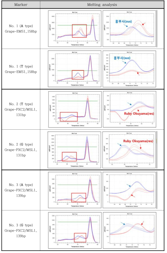 클로닝 산물(plasmid DNA)을 이용한 3 SNP 마커(6 types) melting analysis