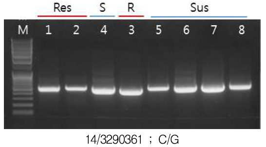 Primer set을 이용한 alpha/beta-Hydrolases superfamily protein 유전자 증폭 M : 1kb size marker, 1∼3 : A.v resistance, 4∼8 : A.v susceptible grape samples