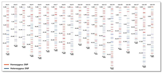 HRM용 대표 SNP(391개)의 염색체 별 위치