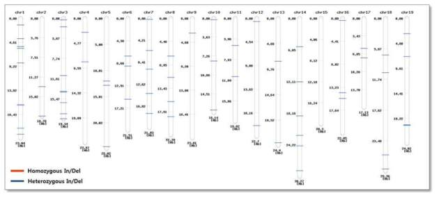 대표 In/Del 마커(66개)의 염색체 별 위치