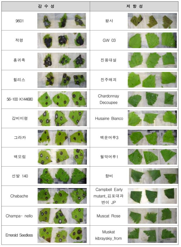 C. gleosporioides 병검정 결과 대표적인 저항성, 감수성 품종