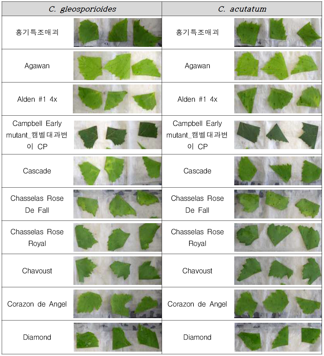 C. gleosporioides / C. acutatum 병검정 결과 대표적인 저항성 품종