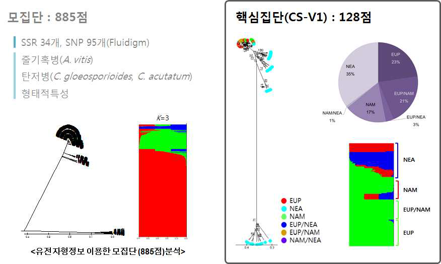 포도 모집단 및 핵심집단의 phylogenetic tree 비교