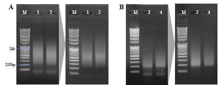 PCR 증폭 조건에 따른 증폭산물과 순도비교 A: 기존 방법, B: 개선된 방법에 따라 PCR 증폭(왼쪽), purification하여 dimer 등 불순물을 제거함(오른쪽)