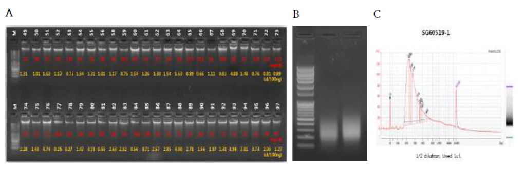 포도 350개 품종에 대한 GBS 라이브러리 제작 및 QC 그래프 A : 포도 350개 품종으로부터 DNA를 분리하여 100ng씩 정량함. B : 절단한 DNA는 adapter와 ligation 한 후, pooling하여 purification을 수행함. adapter와 상보적으로 결합하는 primer를 이용하여 PCR 증폭을 수행한 결과, 평균 200-500bp 사이에서 DNA 밴드를 얻을 수 있었음. C : QC를 수행하여 최종적으로 GBS 분석에 적합하다는 결과를 얻음