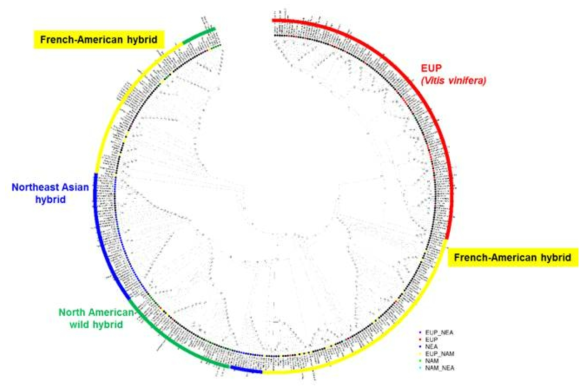 GBS 분석을 통해 선발된 SNP 마커를 이용한 포도 350개 품종의 Phylogenetic tree