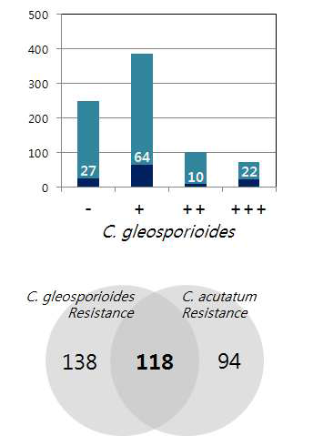 C. gloeosporioides 형질 값(아래) 및 핵심집단 선발 품종 수(위): 포도자원 540점에 대한 비교