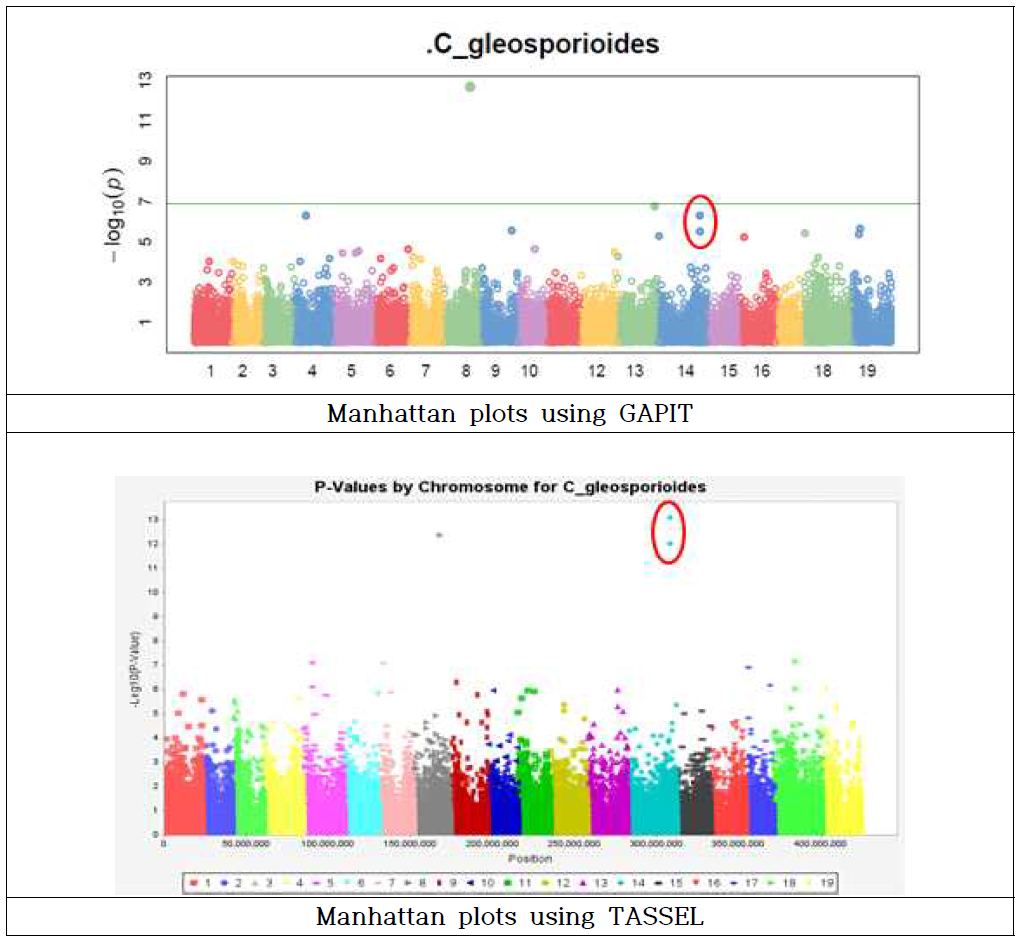 GWAS analysis of 77,126 SNP association for C. gloeosporioides