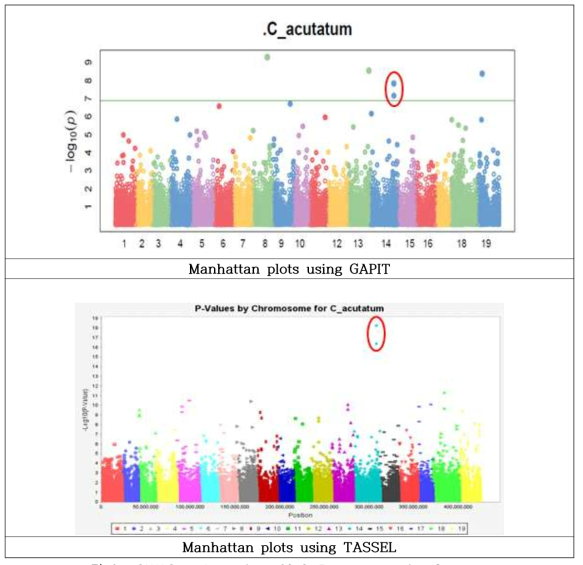 GWAS analysis of 77,126 SNP association for C. acutatum