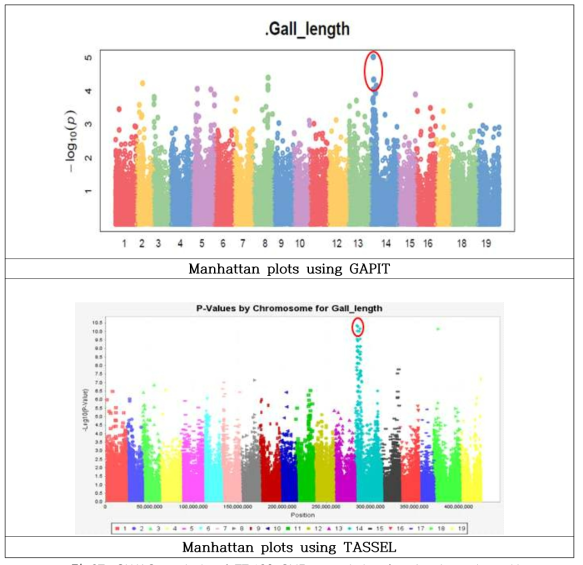 GWAS analysis of 77,126 SNP association for Agrobacterium vitis