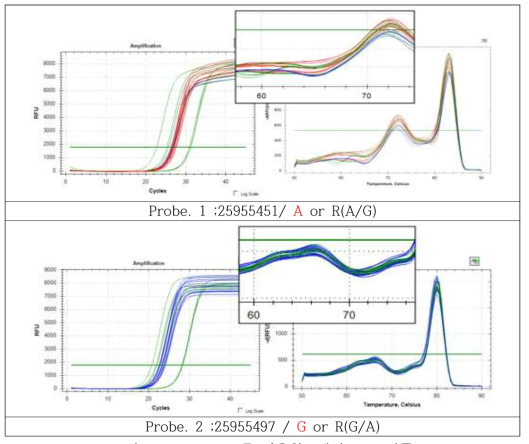Luna probe를 이용한 2개의 SNP 검증
