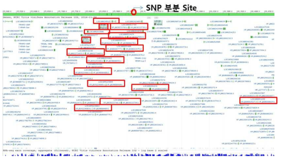 SNP Chr14_25955451 기준 좌우 500kb 지역 유전자 탐색